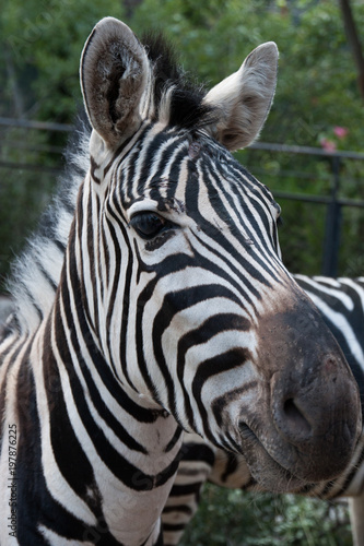 Close up of the face of a Zebra