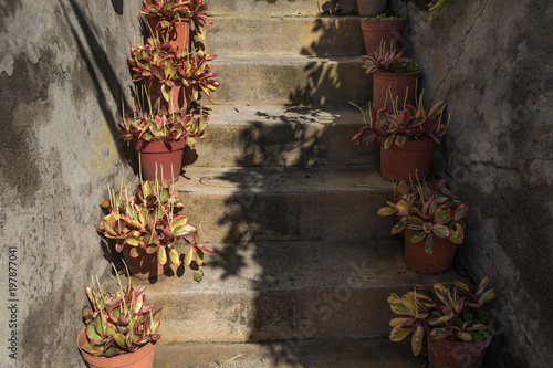 Red Croton plants grownig on the flowerpots standing in two row on the stairs in sunlight and shadow on a sunny day photo