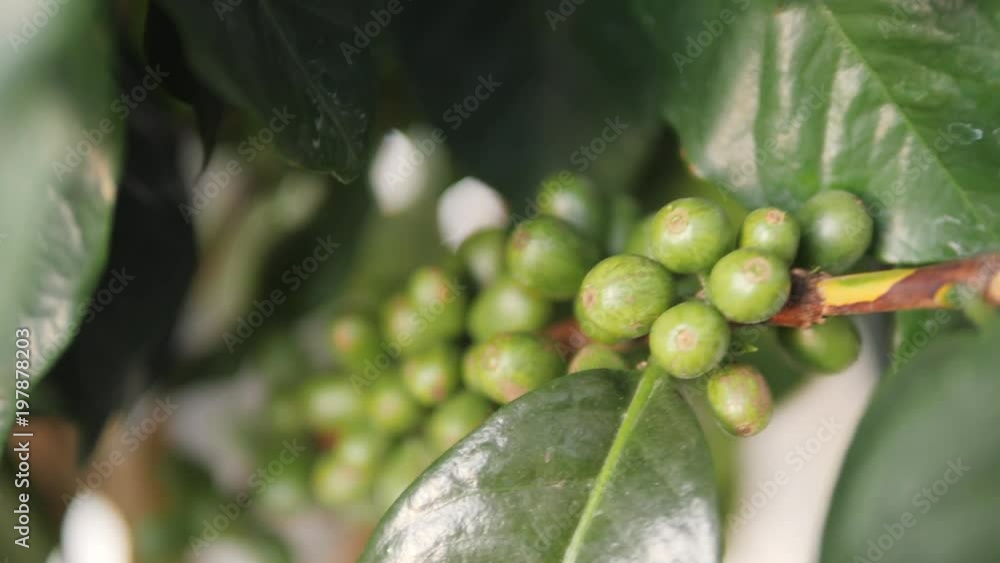 Closeup Coffee Berries Beans on a Tree Branch. 4K, Slowmotion. Bali, Indonesia. Closeup Coffee Berries Beans on a Tree Branch. 4K, Slowmotion. Bali, Indonesia.