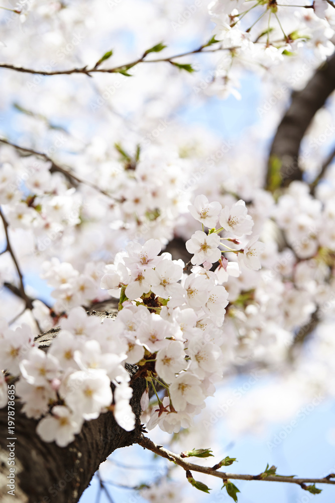Naklejka premium cherry blossoms 
