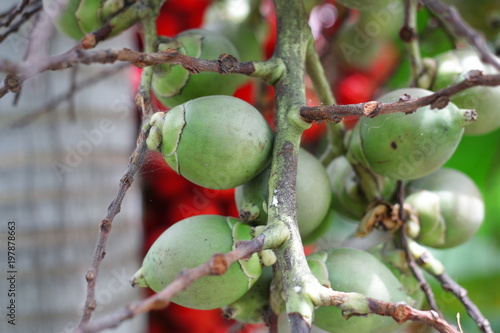 Green Betel Nuts Areca catechu Linn On Tree