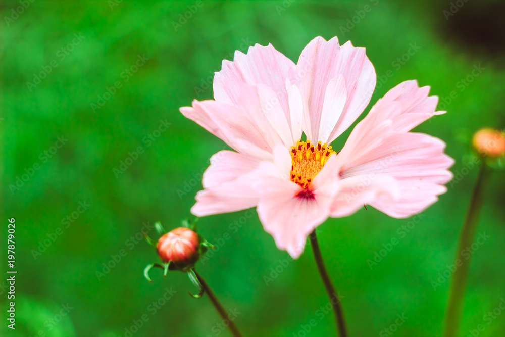 Fototapeta premium Flower Magnolia flowering against