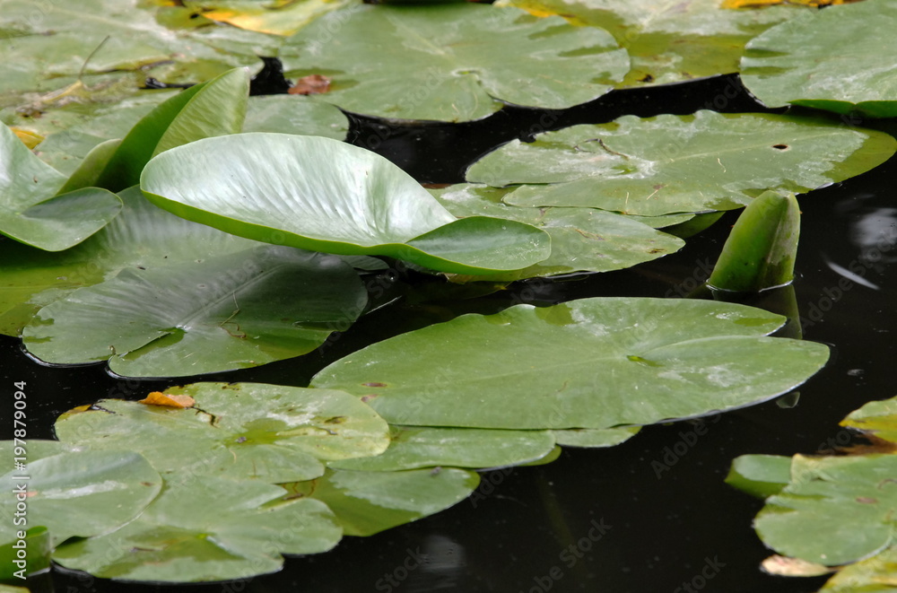 feuille de nénuphar et gouttes d'eau, France feuille de nénuphar et gouttes d'eau, France