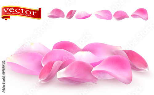 Collection of pink rose petals close-up on white background. Pink rose petals vector high detail