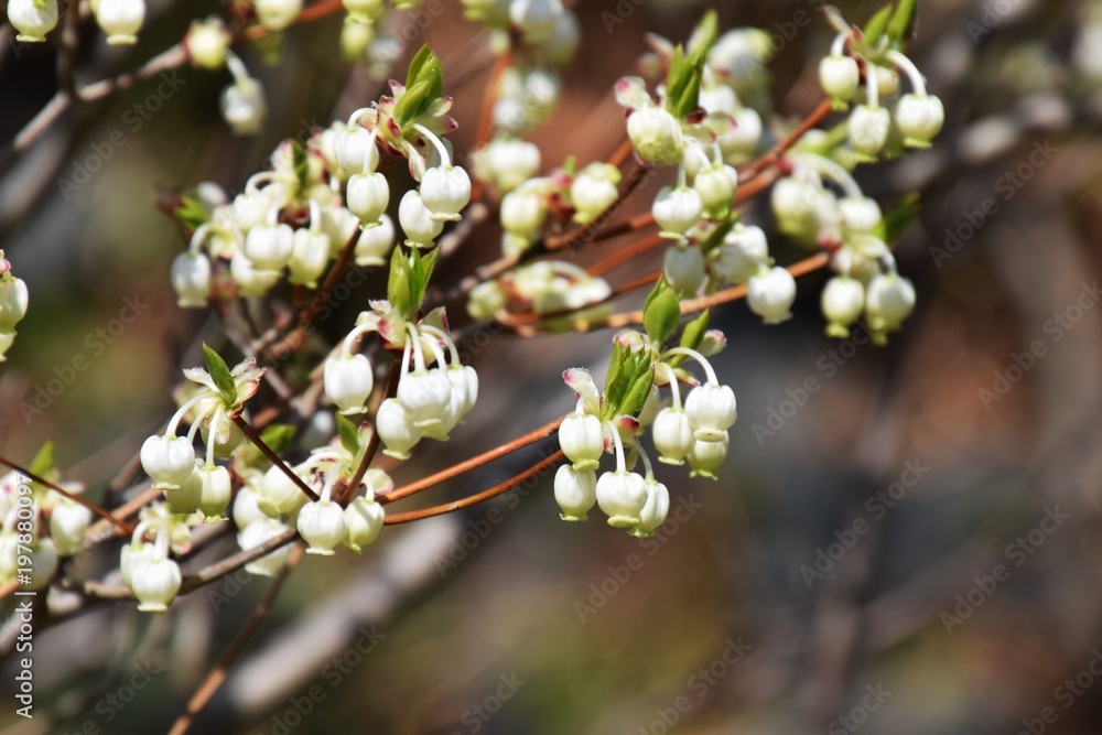 Bell shaped white flowers of Bell shaped white flowers of