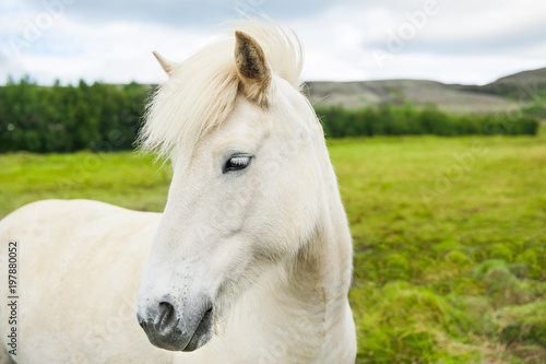 Beautiful white horse on the green field in Iceland.