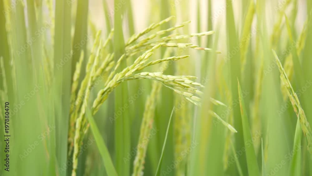 Green Ears of Organic Rice Swinging on Wind at Paddy Field. 4K, Slowmotion Natural Farming Background Concept. Bali, Indonesia.