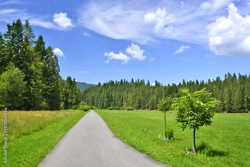 Country road in a grassy meadow on a blue sky with white clouds background