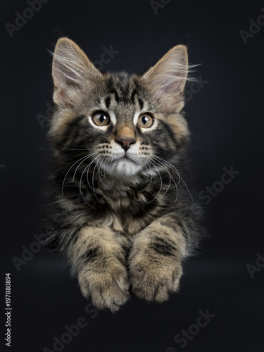 Handsome black tabby Maine Coon cat / kitten laying down isolated on black background © Nynke