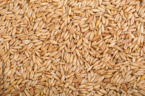 Natural Wheat Grains background, closeup
