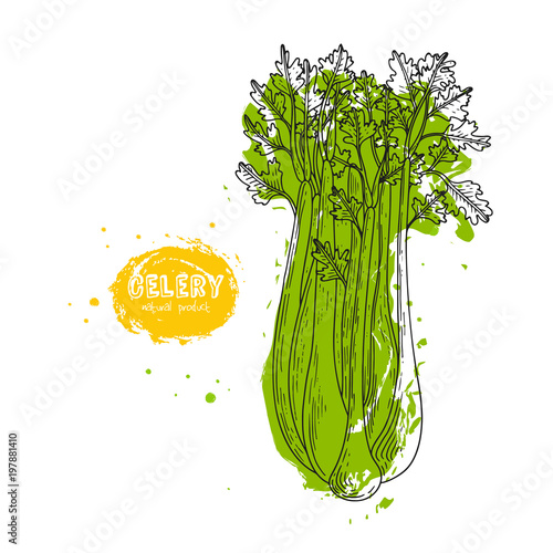 Vector celery hand drawn illustration in the style of engraving. Detailed vegetarian food drawing. Farm market product. Grunge illustration for create the menu, recipes, decorating kitchen items.