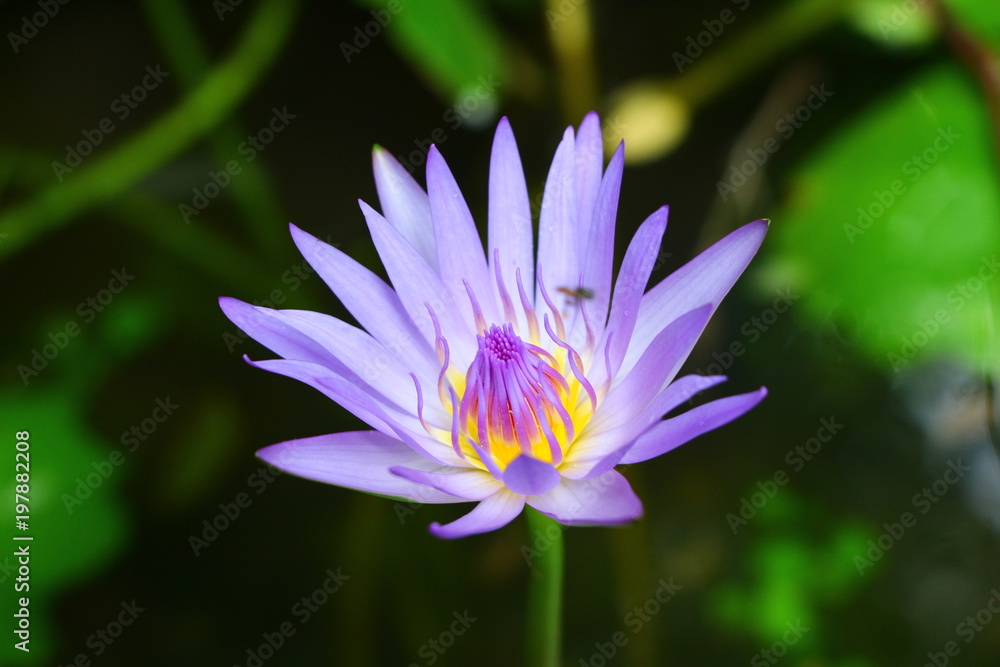 lotus in pond purple color with green leaf lotus in pond purple color with green leaf