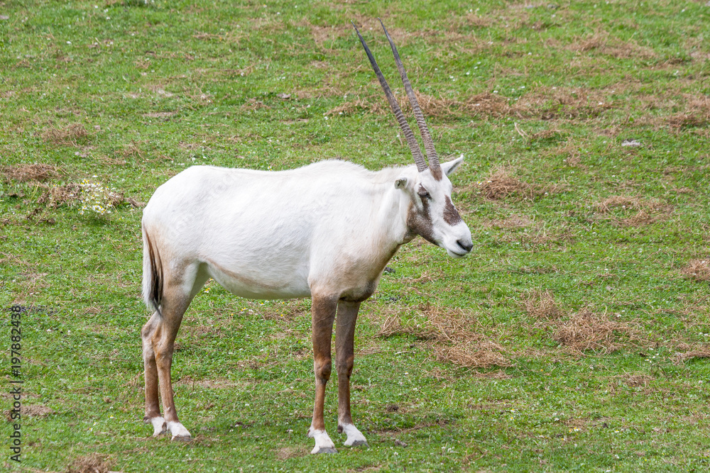 The Arabian white oryx, medium-sized antelope. Latin name Oryx leucoryx. The Arabian white oryx, medium-sized antelope. Latin name Oryx leucoryx.