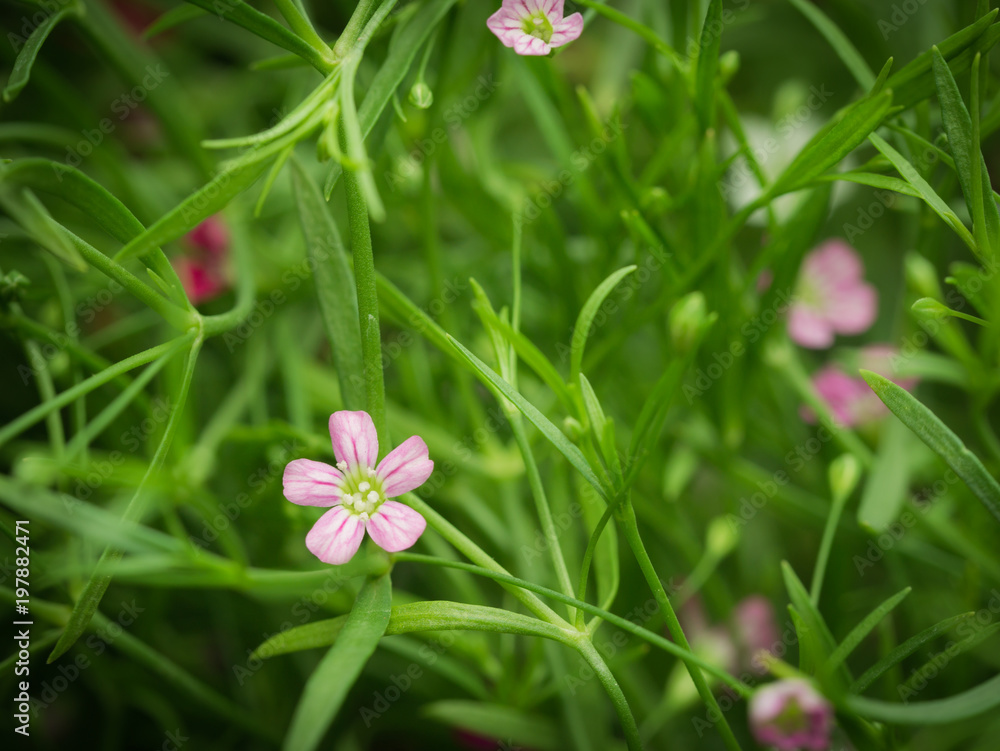 Little White Purple Bypsophila Flowers Blooming Little White Purple Bypsophila Flowers Blooming
