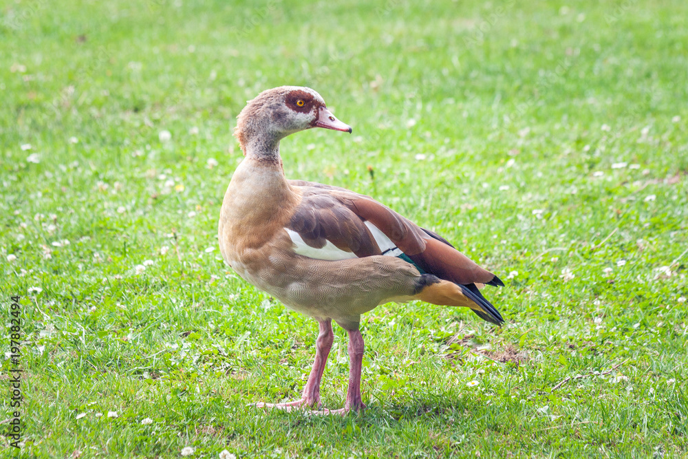 Obraz premium The Egyptian goose (Alopochen aegyptiaca), member of the duck, goose, and swan family Anatidae.