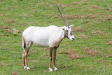 The Arabian white oryx, medium-sized antelope. Latin name Oryx leucoryx.
