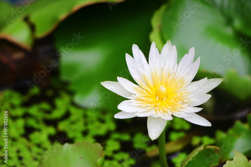 White lotus with green leaf nature in pond water 