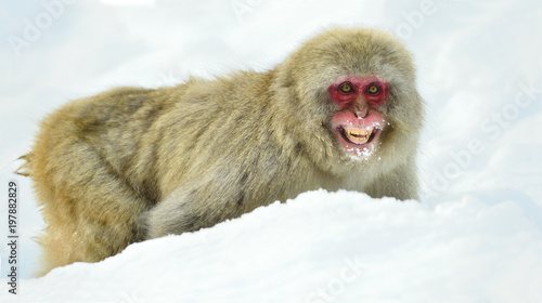 Snow monkey on the snow. Winter season.  The Japanese macaque ( Scientific name: Macaca fuscata), also known as the snow monkey.
 photo