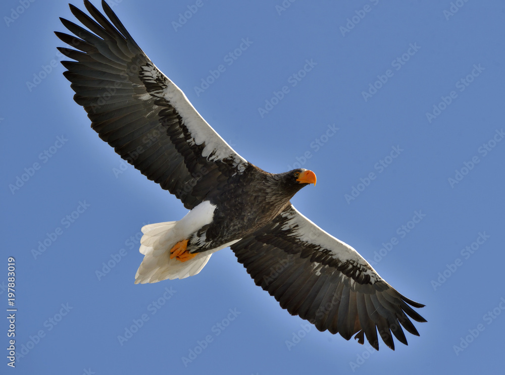 Soaring Steller's sea eagle. Blue sky background. Adult Steller's sea eagle (Scientific name: Haliaeetus pelagicus). Soaring Steller's sea eagle. Blue sky background. Adult Steller's sea eagle (Scientific name: Haliaeetus pelagicus).