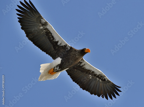 Soaring Steller s sea eagle. Blue sky background. Adult Steller s sea eagle  Scientific name  Haliaeetus pelagicus .