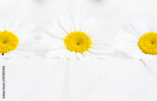 Flowers on white wood table background