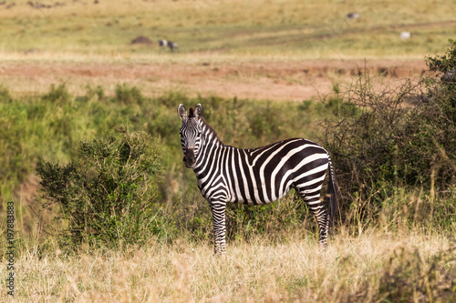 A zebra on a hill in the savannah. Masai Mara  Kenya