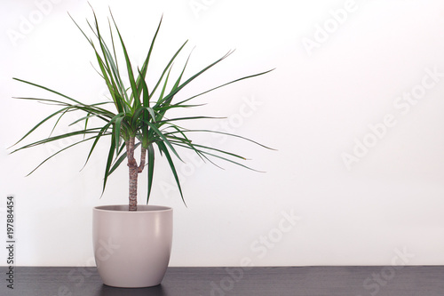 Dracaena marginata in a pot against a white wall