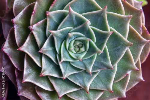  Close up view of graptopetalum succulent (macro, background)