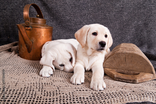Two puppies Labrador retriever lying on the rug next to the openwork wooden bowl and a copper kettle