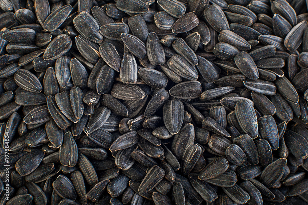 Sunflower seeds close up. Macro. Whole background. Sunflower seeds close up. Macro. Whole background.