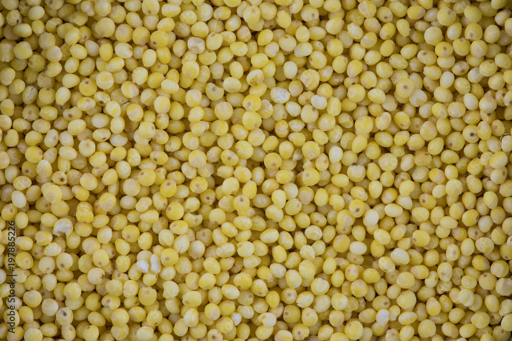 The millet seeds` texture or background. The macro shot is made by means of stacking technology The millet seeds` texture or background. The macro shot is made by means of stacking technology