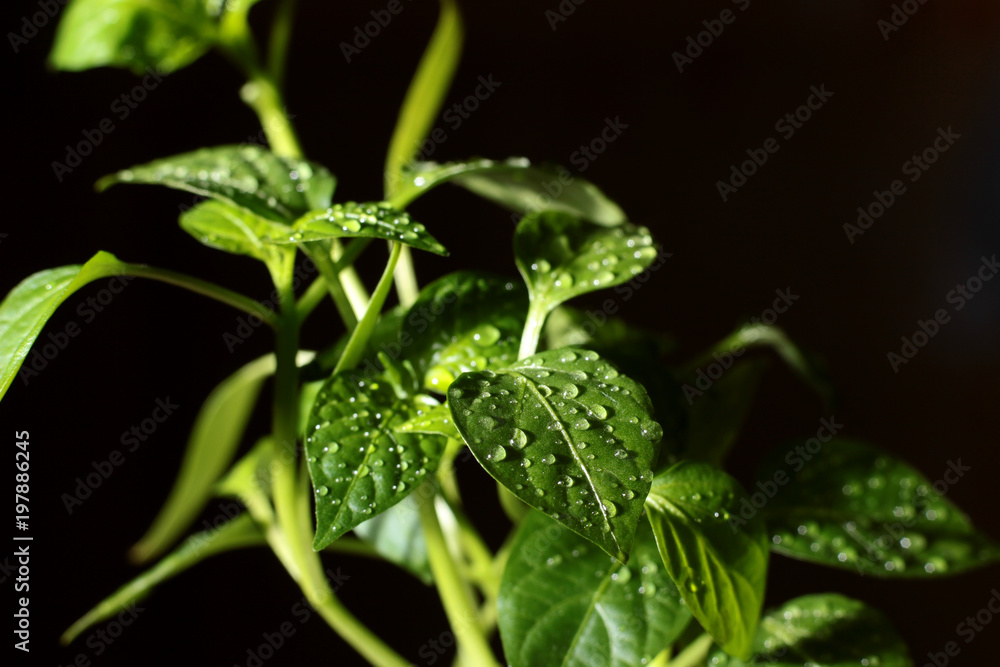 young sprouts of sweet pepper in drops of water young sprouts of sweet pepper in drops of water