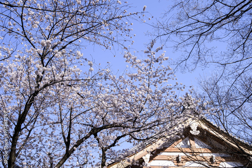 Beautiful Sakura Cherry Blossoms in Tokyo, Japan