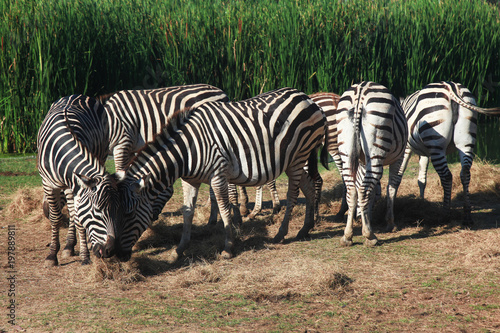 Group Zebra eatting grass near river