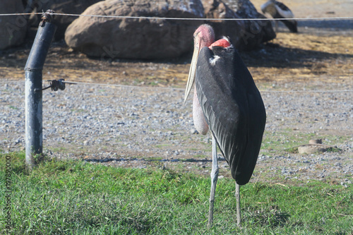 The maraboustork in open safari photo