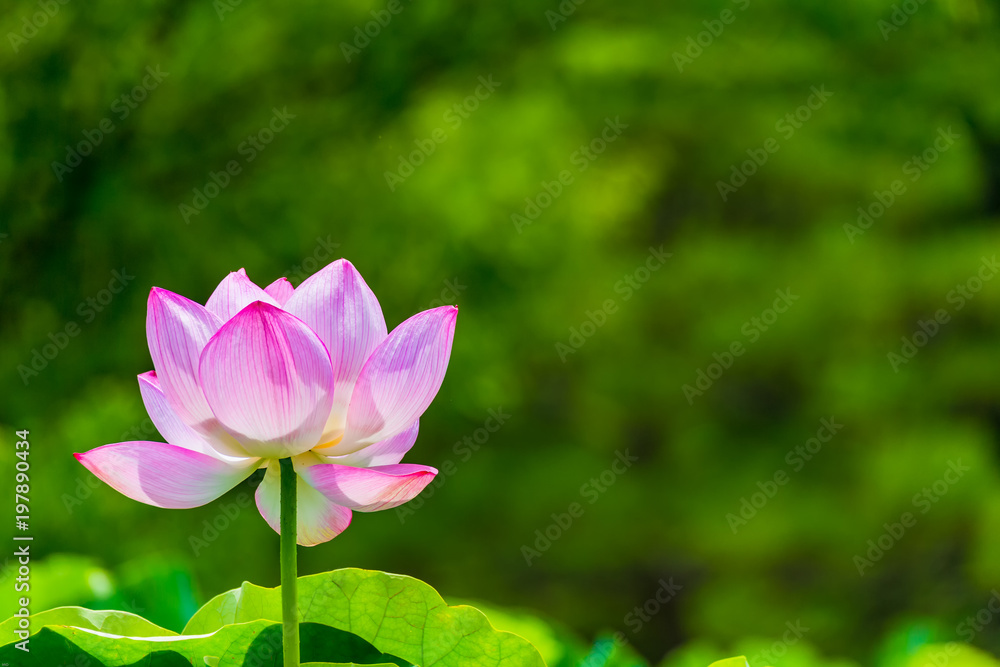 Lotus Flower.Background is the lotus leaf and  tree.Shooting location is Yokohama, Kanagawa Prefecture Japan.