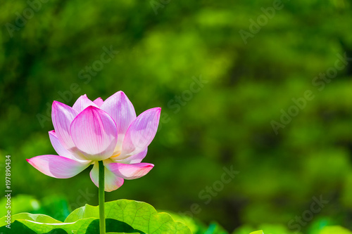 Lotus Flower.Background is the lotus leaf and  tree.Shooting location is Yokohama  Kanagawa Prefecture Japan.