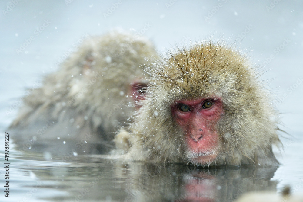 Fototapeta premium Snow monkeys in natural hot spring. Cleaning procedure. The Japanese macaque ( Scientific name: Macaca fuscata), also known as the snow monkey.