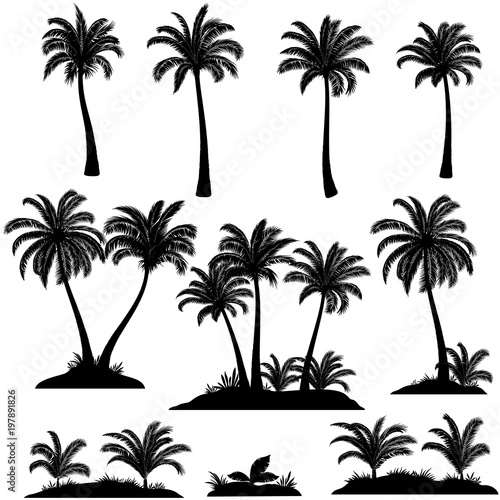 Set Palm Trees  Exotic Landscapes  Tropical Plants and Grass Black Silhouettes Isolated on White Background. Vector