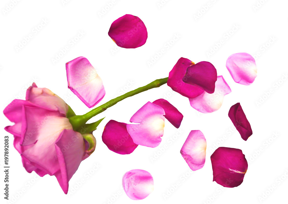 Fototapeta premium One rose petal