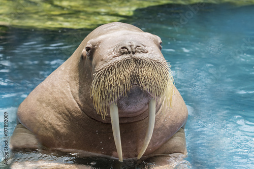 close up face ivory walrus in deep sea water photo
