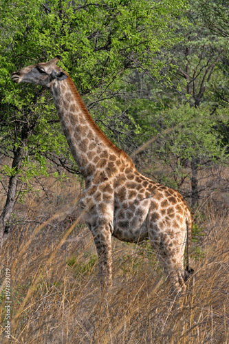 Giraffe in Matopos National Park  Zimbabwe