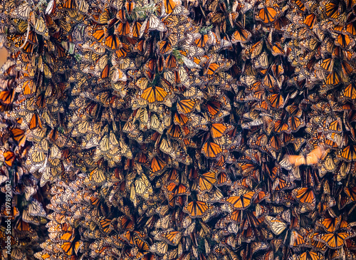 Monarch Butterflies, Danaus plexippus, Gathered on Oyamel Tree photo