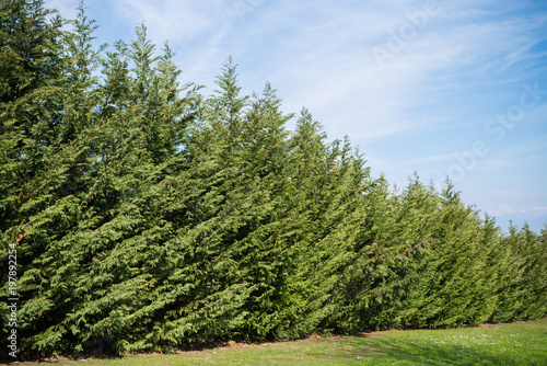 Beautiful sky with clouds above the forest. conifers are planted in a row Landscape design.