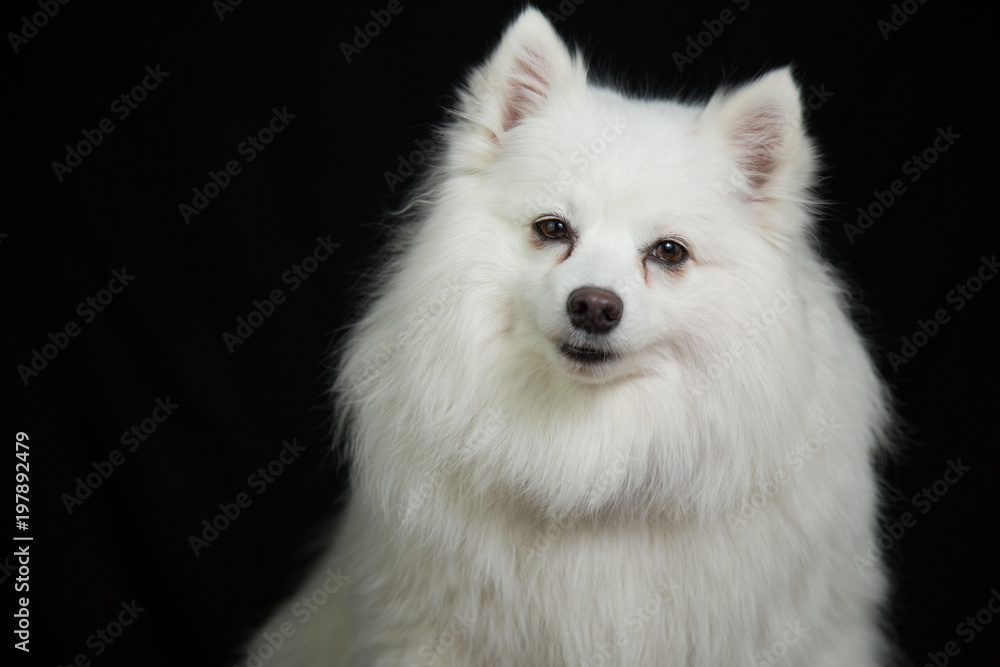 Fototapeta premium American Eskimo portrait