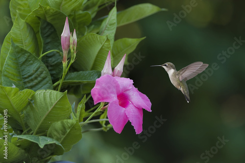 Keeper of the Mandevilla