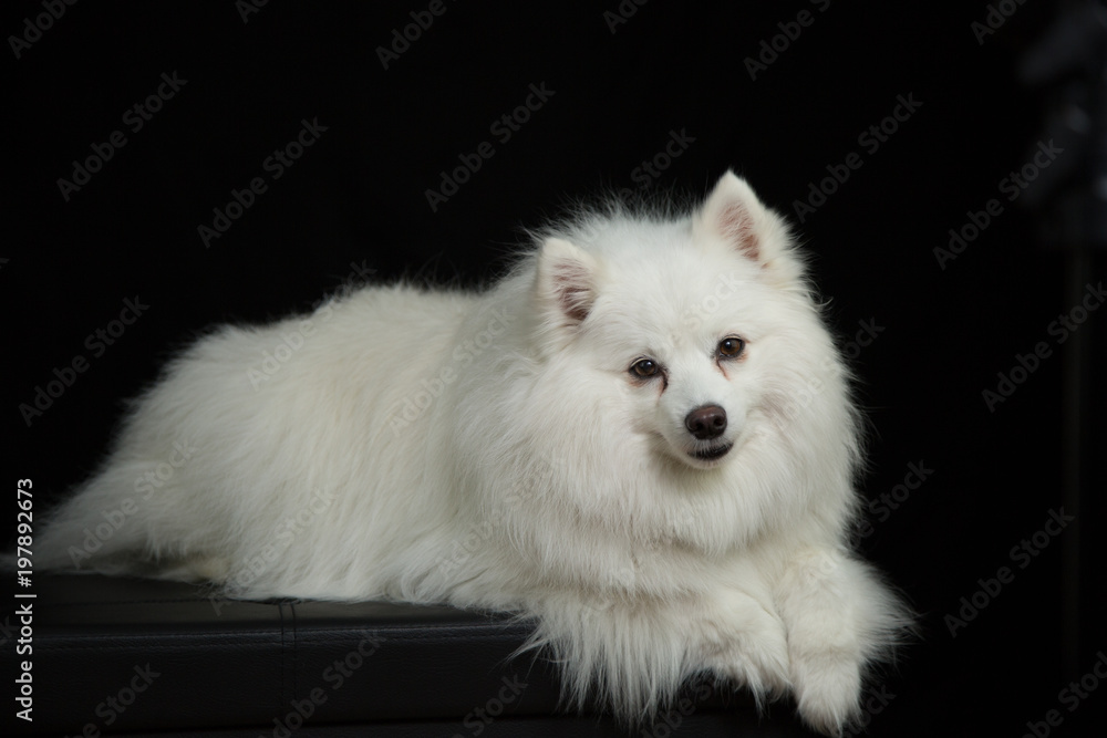 American Eskimo, Spitz portrait, black background American Eskimo, Spitz portrait, black background