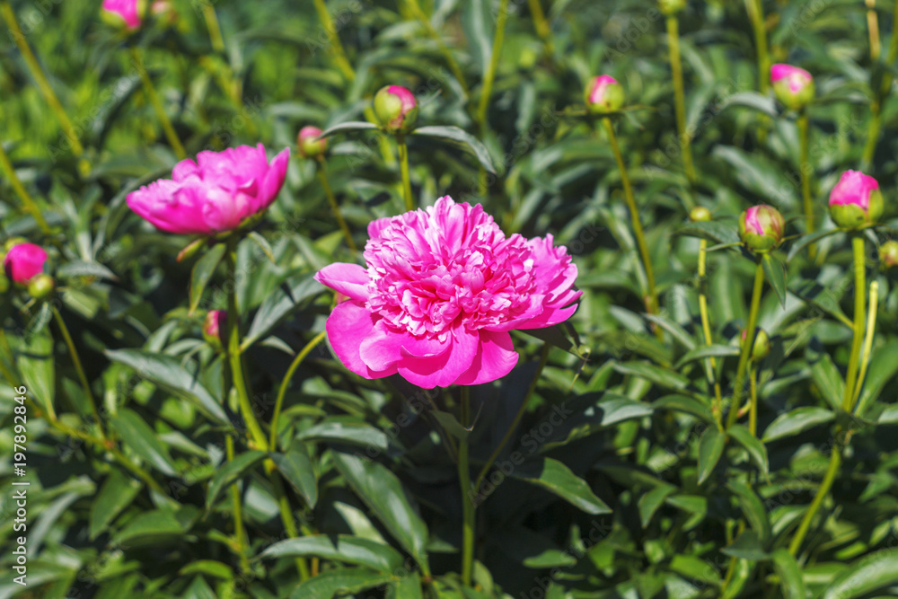 Bright pink peonies in spring garden. Floral background Bright pink peonies in spring garden. Floral background