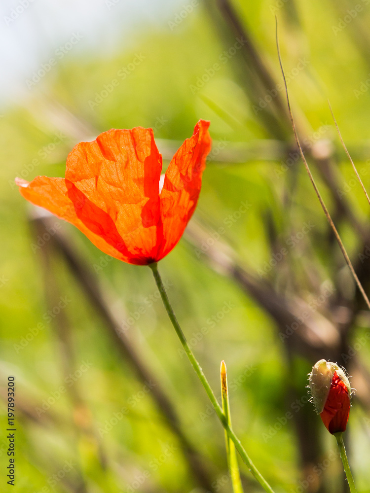 Obraz premium Klaproos