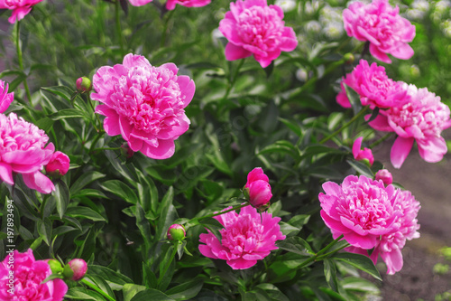 Romantic pink peonies in spring garden.